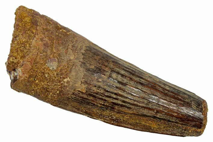 Fossil Spinosaurus Tooth - Real Dinosaur Tooth #345417